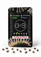 Auto Critical Plus feminised Ganja Seeds