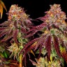 Семена  Auto Mimosa feminised Ganja Seeds
