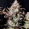 Семена  Auto Mimosa feminised Ganja Seeds
