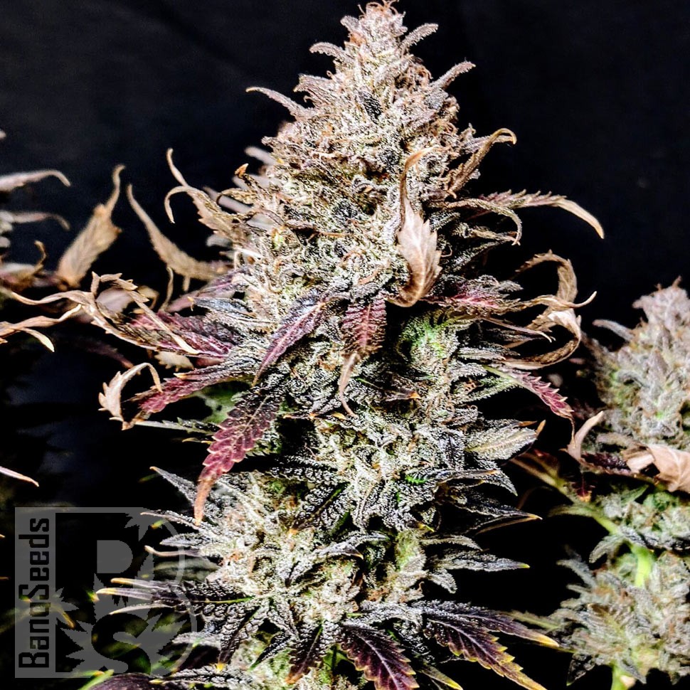 Семена  Auto Mimosa feminised Ganja Seeds