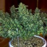 купить семена конопли дешево Auto Sweet Tooth regular