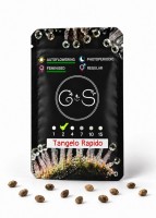 Auto Tangelo Rapido feminised Ganja Seeds