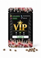 Auto Caiera feminised GanjaVIP Seeds