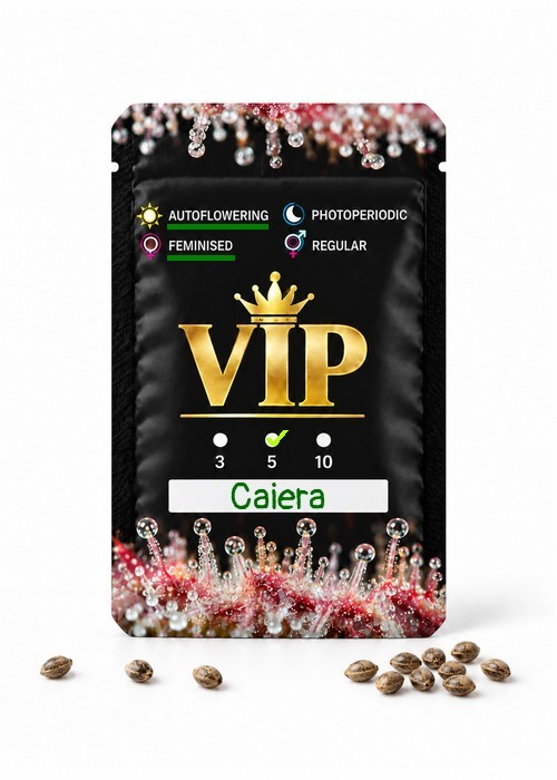 Семена марихуаны  Auto Caiera feminised GanjaVIP Seeds