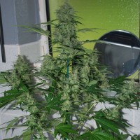 Auto AK-47 feminised Neuro Seeds