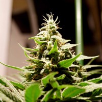 Bars feminised Bang Seeds