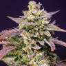 Семена марихуаны  Bars feminised Bang Seeds