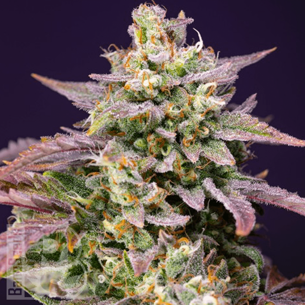 Семена марихуаны  Bars feminised Bang Seeds