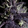 Auto Dark Purple feminised Ganja Seeds