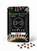 Auto Mintz feminised Ganja Seeds