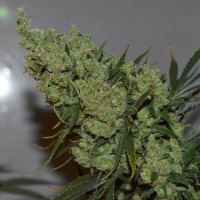 Brainstorm regular Ganja Seeds
