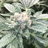 Haze regular Ganja Seeds