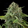 Auto Elektra feminised GanjaVIP Seeds