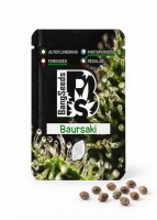Baursaki feminised Bang Seeds