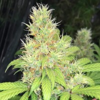 Baursaki feminised Bang Seeds
