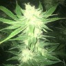Семена  Sage n Sour feminised Ganja Seeds