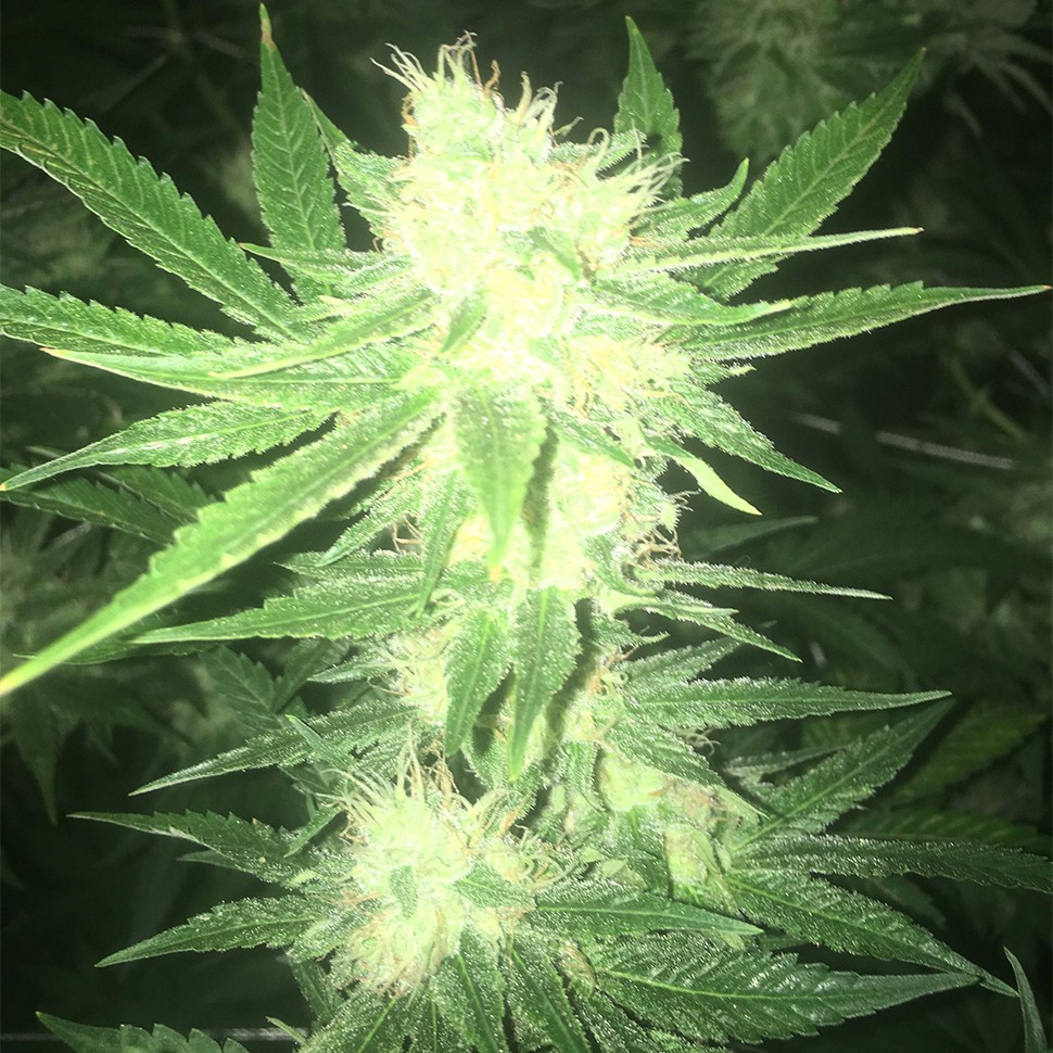 Семена  Sage n Sour feminised Ganja Seeds
