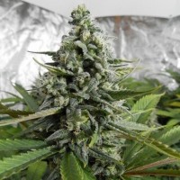 Auto Deimos feminised Ganja Seeds