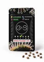 Auto White Russian XXL feminised Ganja Seeds