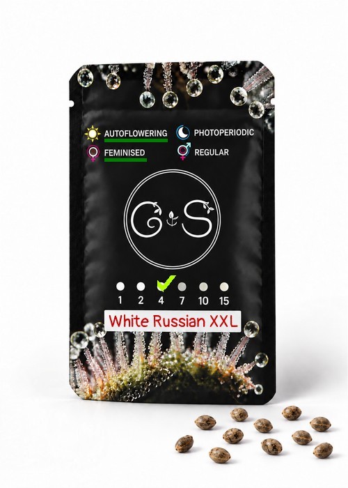 Семена марихуаны  Auto White Russian XXL feminised Ganja Seeds