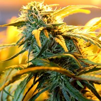 Great White Russian feminised Ganja Seeds