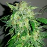 Семена ганжа  Beshbarmak feminised Bang Seeds