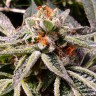 Семена ганжа  Auto Tropicana Cookies feminised Ganja Seeds