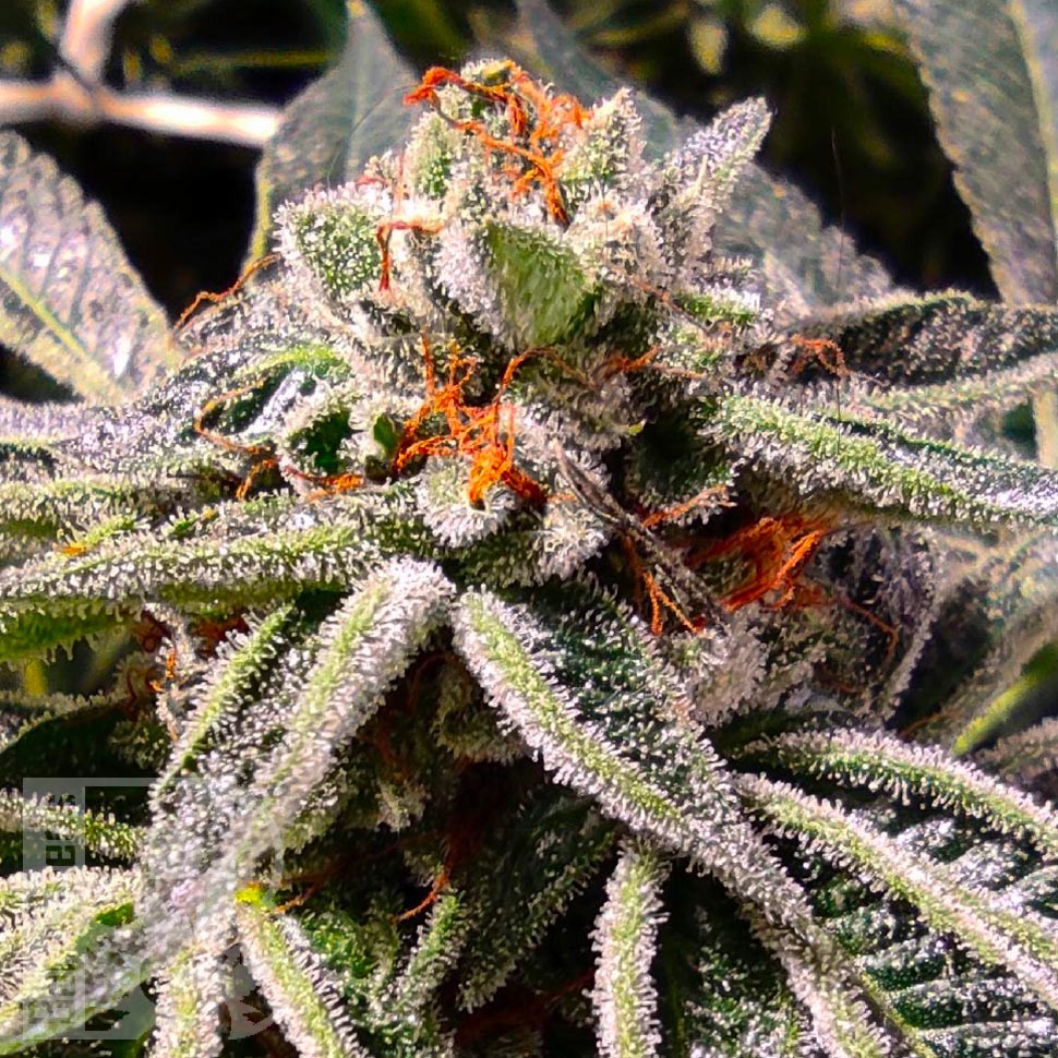 Семена ганжа  Auto Tropicana Cookies feminised Ganja Seeds