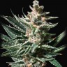 Семена ганжа  Auto Tropicana Cookies feminised Ganja Seeds