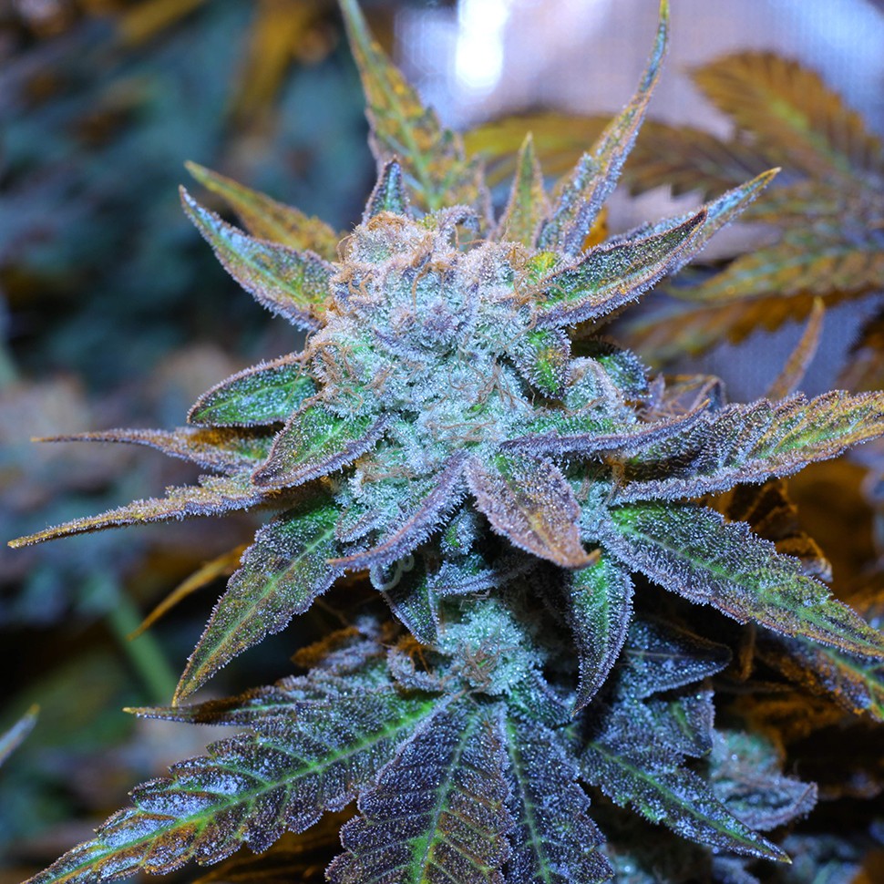 семена конопли ак47 Green House Thai feminised