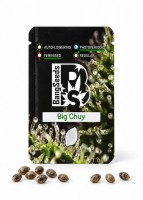 Big Chuy feminised Bang Seeds