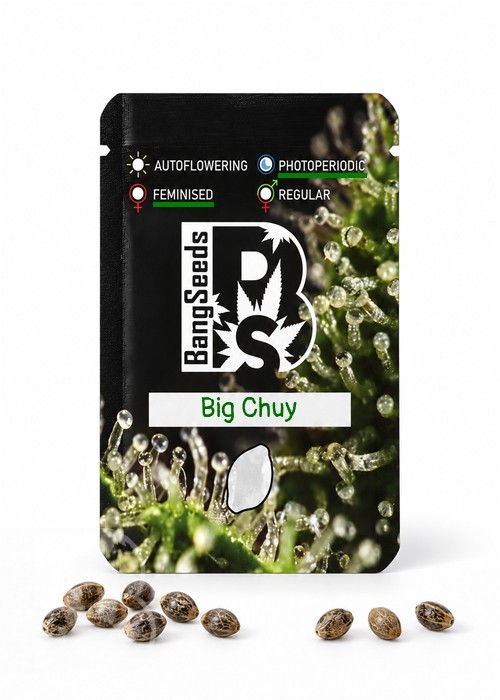 Семена каннабиса  Big Chuy feminised Bang Seeds