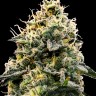 Семена каннабиса  Think Fast feminised Ganja Seeds