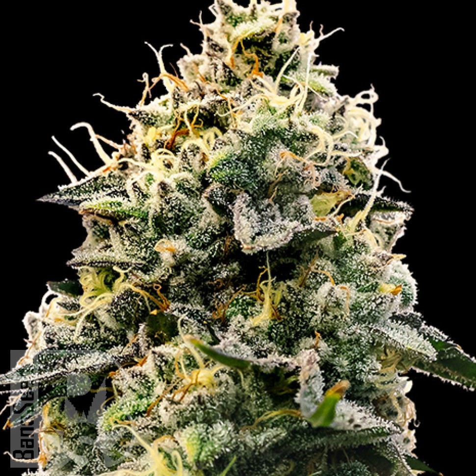 Семена каннабиса  Think Fast feminised Ganja Seeds