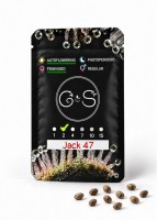 Auto Jack 47 feminised Ganja Seeds