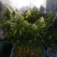 Auto Jack 47 feminised Ganja Seeds