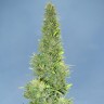 Auto Durban Poison feminised Ganja Seeds