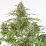Семена каннабиса  Cheese CBD feminised Ganja Seeds