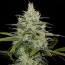 Семена каннабиса  Cheese CBD feminised Ganja Seeds