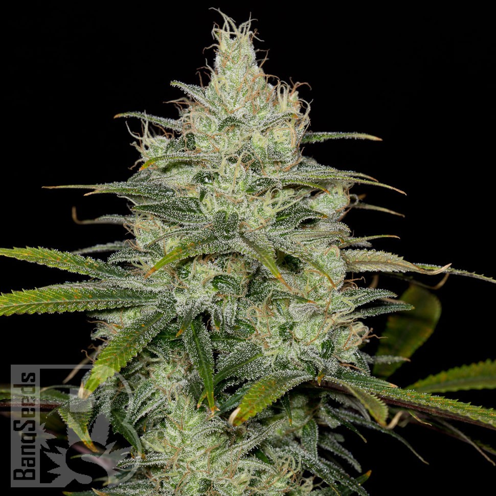 Семена каннабиса  Cheese CBD feminised Ganja Seeds