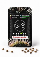 Pandora regular Ganja Seeds