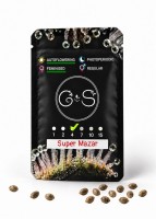 Auto Super Mazar feminised Ganja Seeds