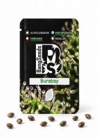 Burabay feminised Bang Seeds