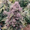 Auto Cinderella Jack feminised Ganja Seeds