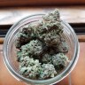 Early Skunk feminised Ganja Seeds