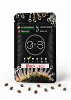Auto Black Jack feminised Ganja Seeds