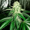 Auto AK feminised Ganja Seeds