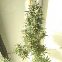Point of No Return x Lowryder regular Ganja Seeds