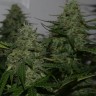 Семена ганжа  Burana feminised Bang Seeds