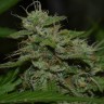 Семена ганжа  Burana feminised Bang Seeds
